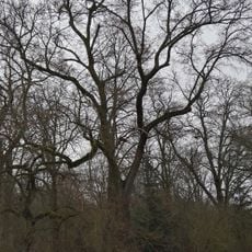 Naturdenkmal Gutseiche 1