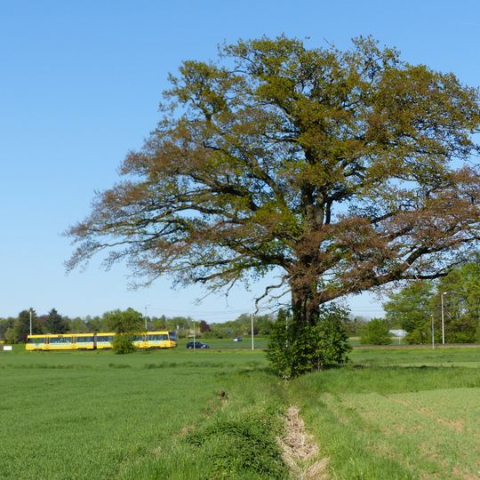 1 Stieleiche am Aischbach