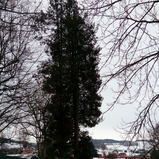 Cypřišky na Dobré Vodě