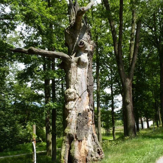 Památné stromořadí u Rožmberka