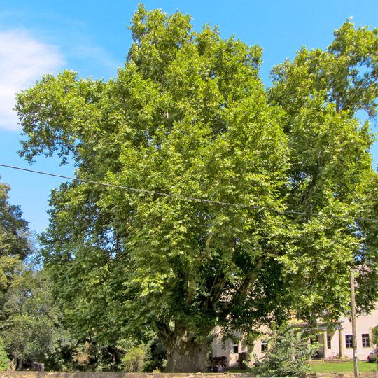 Platanus × hispanica in Oelzschau