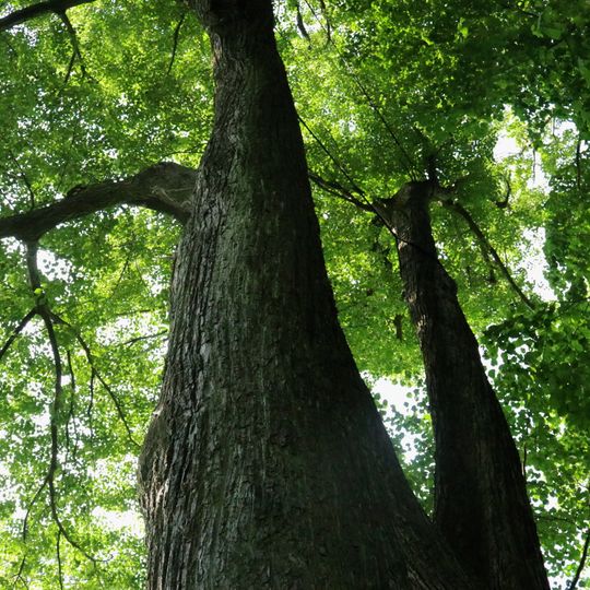 Lípy u křížku na Nebeské Rybné