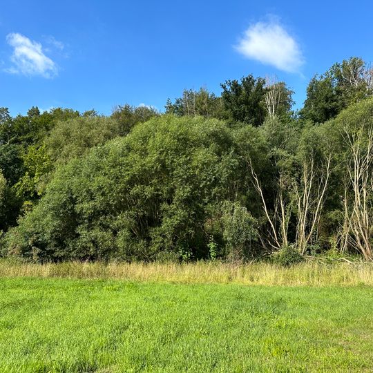 Feuchtgebiet am Fuße des Rochlitzer Berges