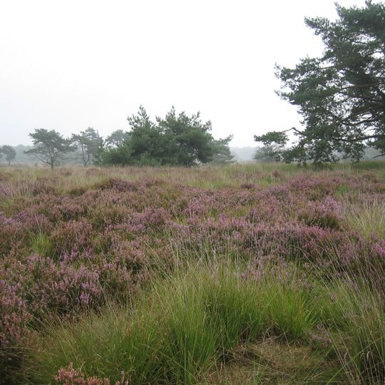 De Zoom - Kalmthoutse Heide