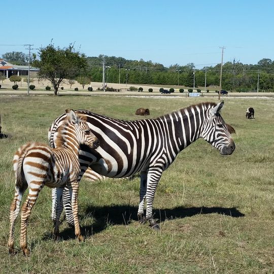Tupelo Buffalo Park and Zoo