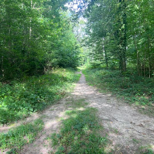 Meudon's forest