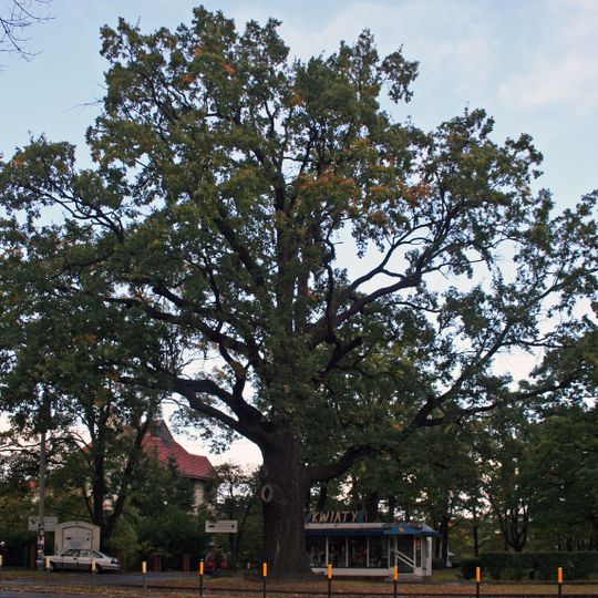 Dąb Piotra Włosta