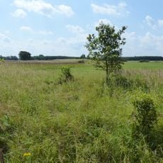 Schandelaher Wohld und Pfeifengraswiese Wohld
