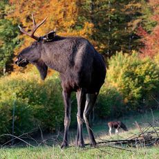 Langenberg Wildlife Park
