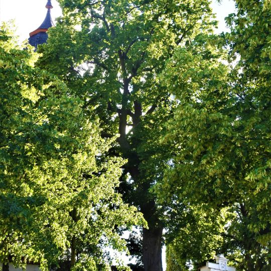 Lípa velkolistá u kostela na Zdouni