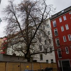 Balkan-Rosskastanie Liebenwalder Straße 41