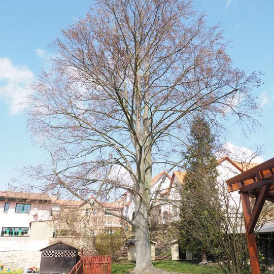 Buk lesní v Rakovníku