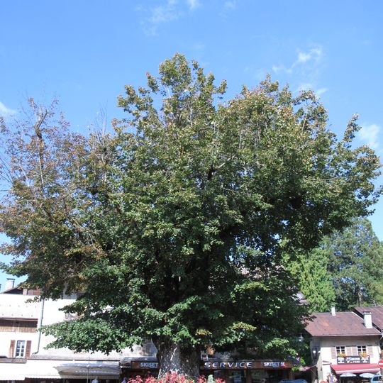 Gros Tilleul de Samoëns