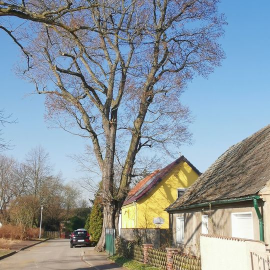 Naturdenkmal Bergulme