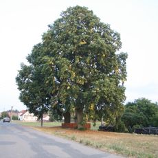 Významný strom u křížku ve Svařenově