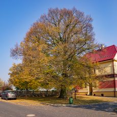 Lípa u školy ve Mšeně