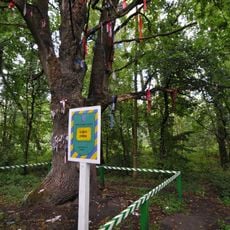 Alder tree from an oak