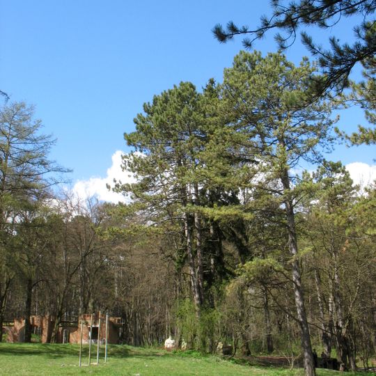 Pinus nigra, Terebovlia