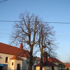 Lípy u kostela