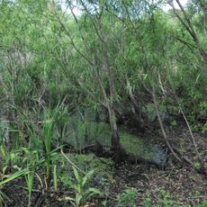 Site archéologique de Windover