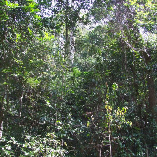 Riserva forestale di Pugu