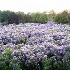 Сиреневая роща