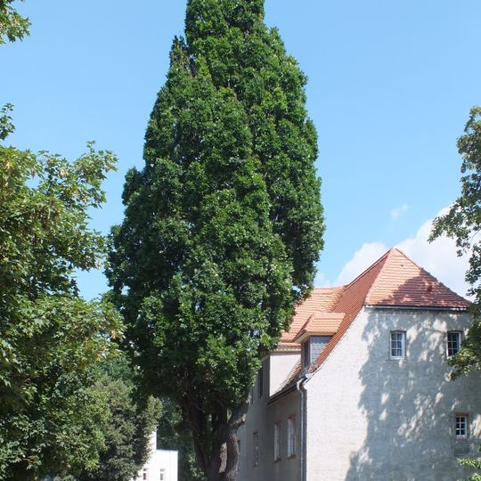 Quercus robur L. „Fastigiata“', Ritter-Pflugk-Straße Leipzig