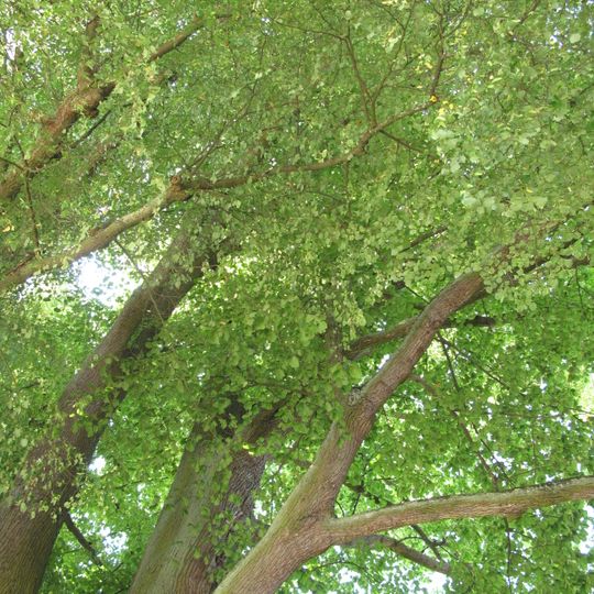 Lípy u Lejčkovské klapličky