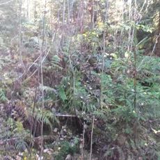 Kullings-Skövde 52:1