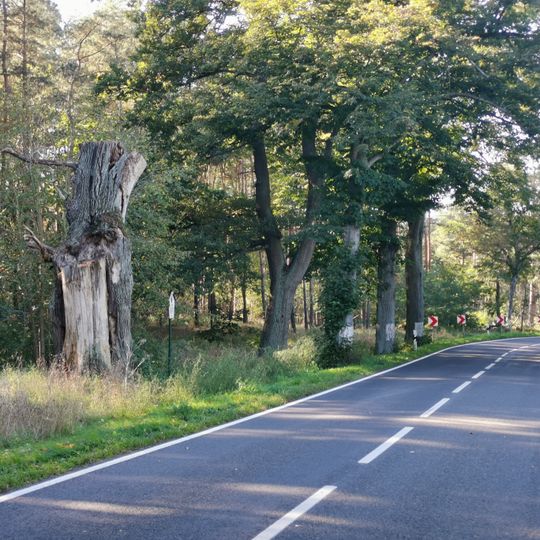 Naturdenkmal Eiche bei Ohnewitz