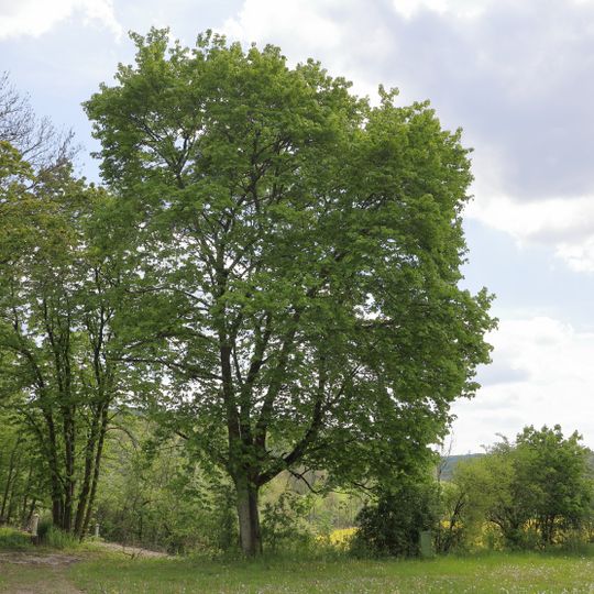 Bergahorn Willinger Tal