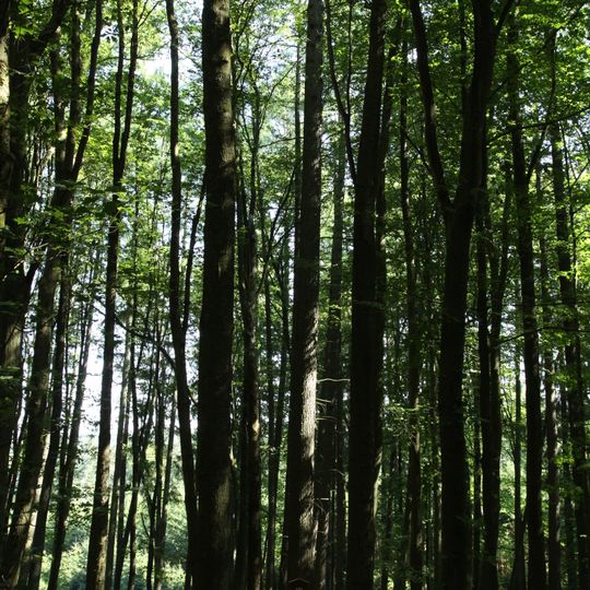 Modřín v Jubilejním hájku