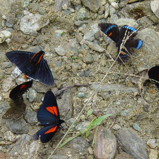 Cantone di Alfredo Baquerizo Moreno