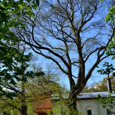 Kaštanovníky ve střelnici