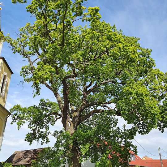 Eiche vor der Kirche Gruna