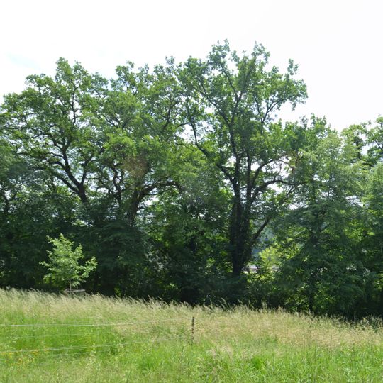 Eichengruppe auf dem Klosterberg