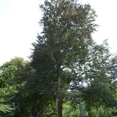 Naturdenkmal Blutbuche F.-Ebert-Park, östlich des Denkmals in Wittstock/Dosse