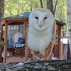 フクロウとキタキツネの森