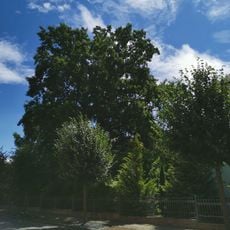 Naturdenkmal Stieleiche Bahnhofstraße im Pfarrgarten