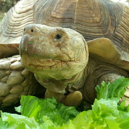 Reptielenhuis De Aarde