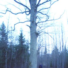The great oak of Padubysis forest