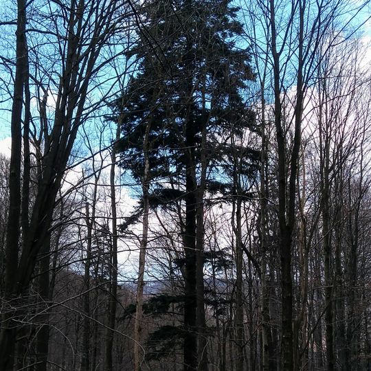 Jedle pod Čerňavou