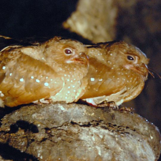 Parc national Carrasco