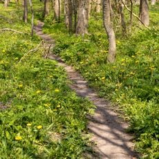 Wälder der Ostenfelder Geest
