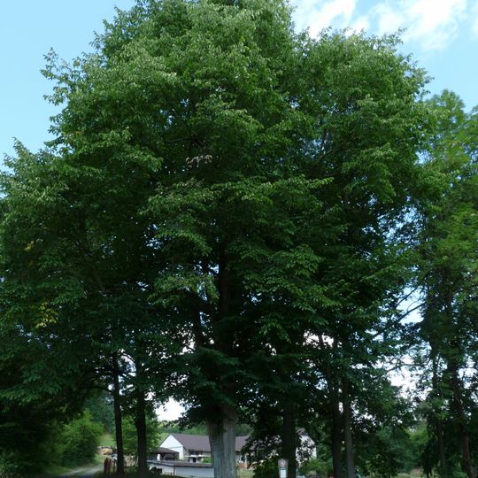 Famous trees in Horní Březinka