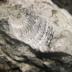 Buttes of Sarmatian Sea