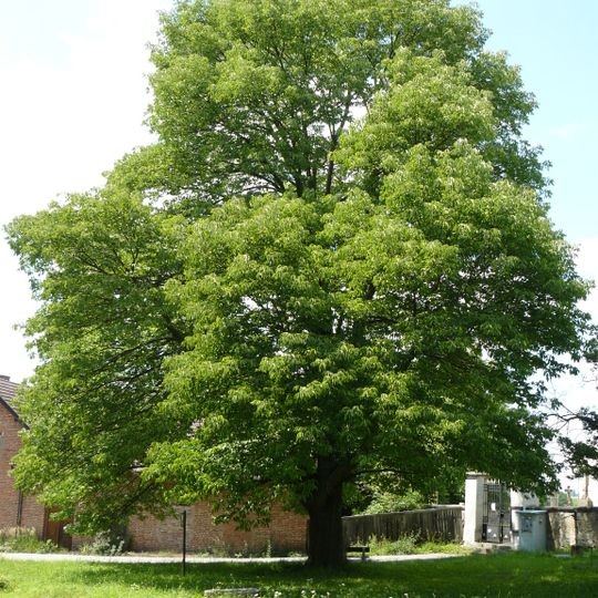 Fraxinus americana in Velešice