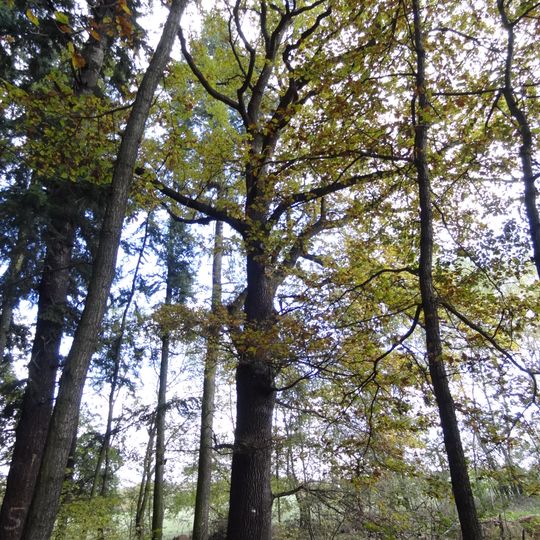 Dub letní u samoty Nouzov