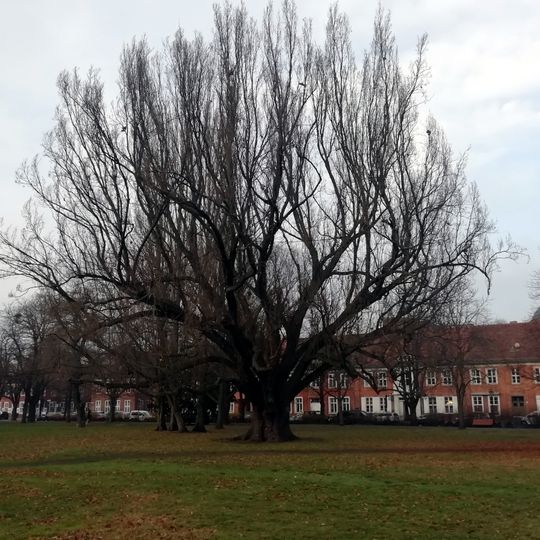 Naturdenkmal Säulen-Eiche auf dem Bassinplatz [[Bassinplatz]], 14467 Potsdam; Flur 25, Flurstück 692 in Potsdam