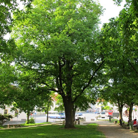 Dub v Jílovém u Prahy